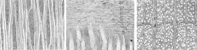 Imatges dels tres talls (tangencial, radial i axial) d’una mostra de fusta de plàtan